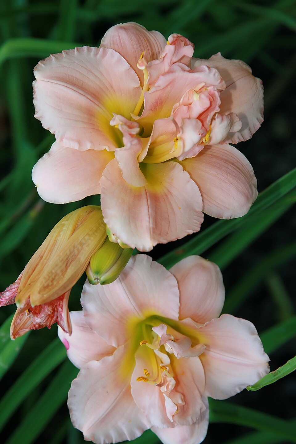 Hemerocallis 'Siloam Double Classic' (Siloam Double Classic) (alternate view 3)