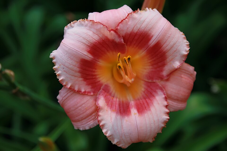 Hemerocallis 'Strawberry Candy' (Strawberry Candy Daylily) (alternate view 3)