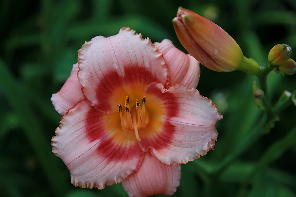 Hemerocallis 'Strawberry Candy' (Strawberry Candy Daylily) (alternate view 4)