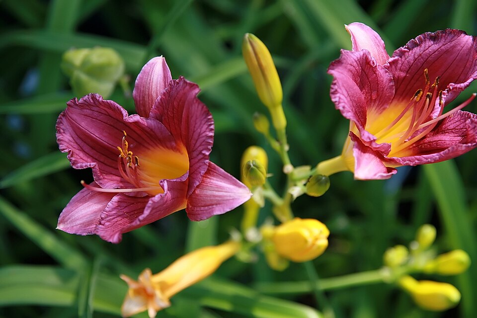 Hemerocallis 'Purple de Oro' (Purple de Oro Daylily) (alternate view 2)
