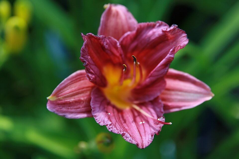 Hemerocallis 'Purple de Oro' (Purple de Oro Daylily) (alternate view 3)