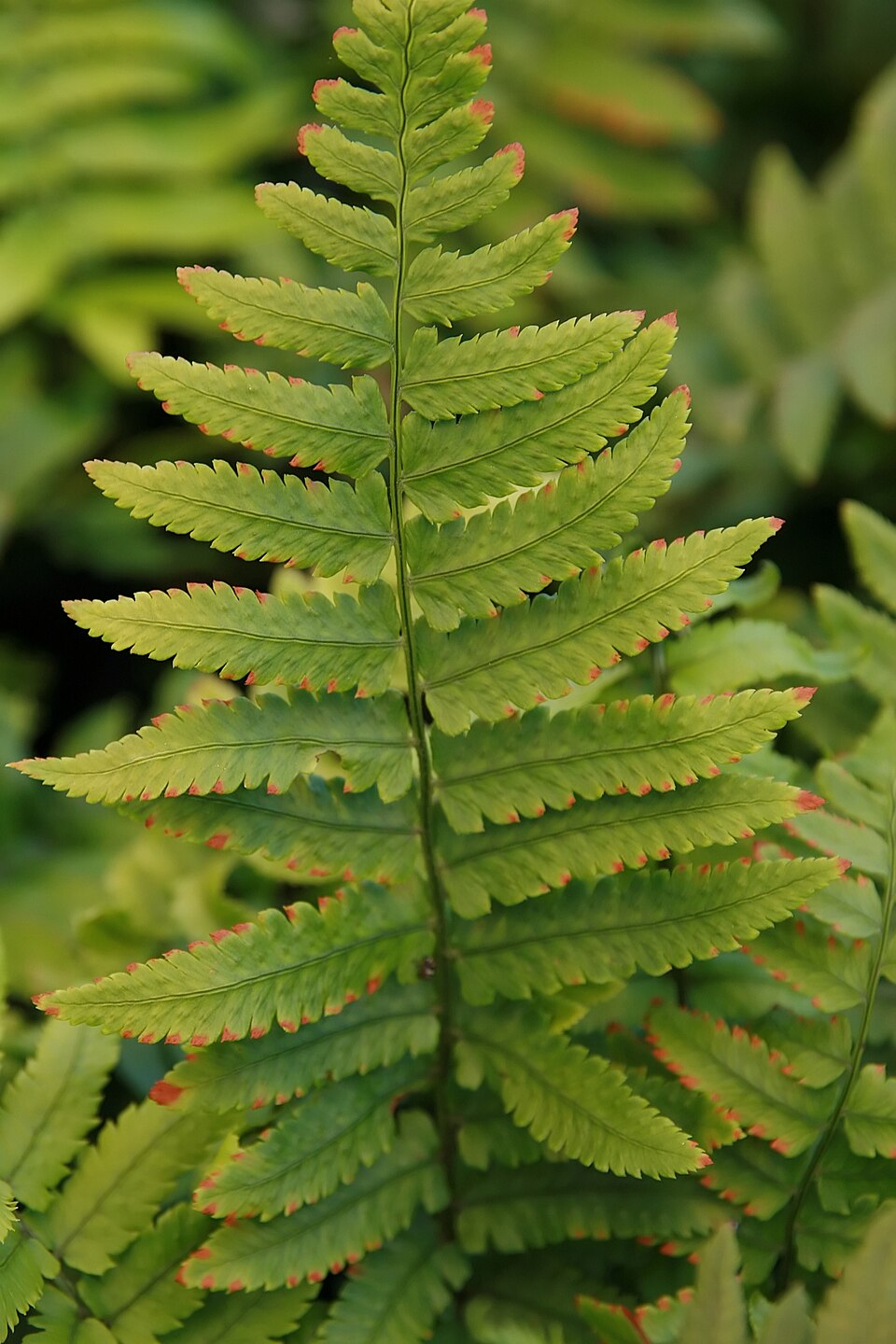 Dryopteris cycadina (Shaggy Wood Fern) (alternate view 8)