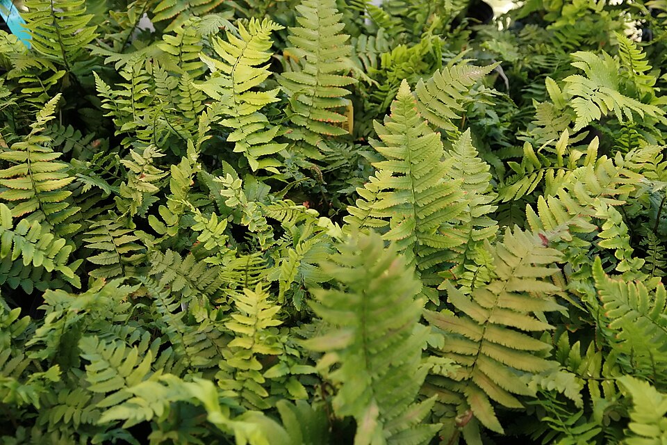Dryopteris cycadina (Shaggy Wood Fern) (alternate view 9)