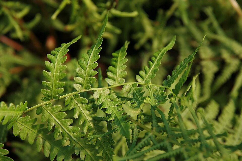 Athyrium filix-femina 'Victoriae' (Victoria Lady Fern)