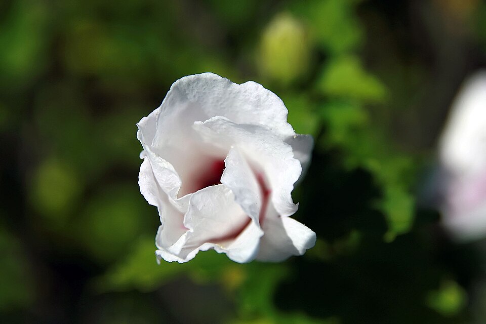 Hibiscus syriacus 'Aphrodite' (Aphrodite Rose of Sharon)