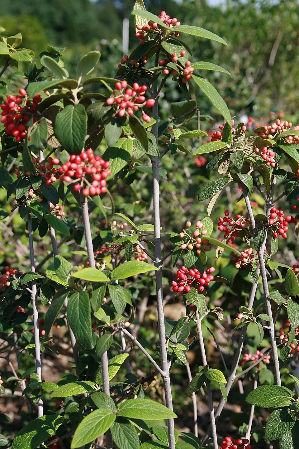 Viburnum × rhytidophylloides (lantanaphyllum viburnum) (alternate view 8)