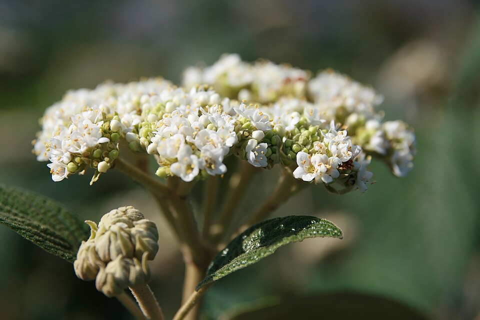 Viburnum × rhytidophylloides (lantanaphyllum viburnum) (alternate view 9)
