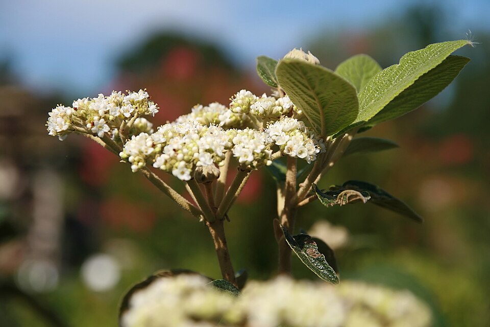 Viburnum × rhytidophylloides (lantanaphyllum viburnum) (alternate view 10)