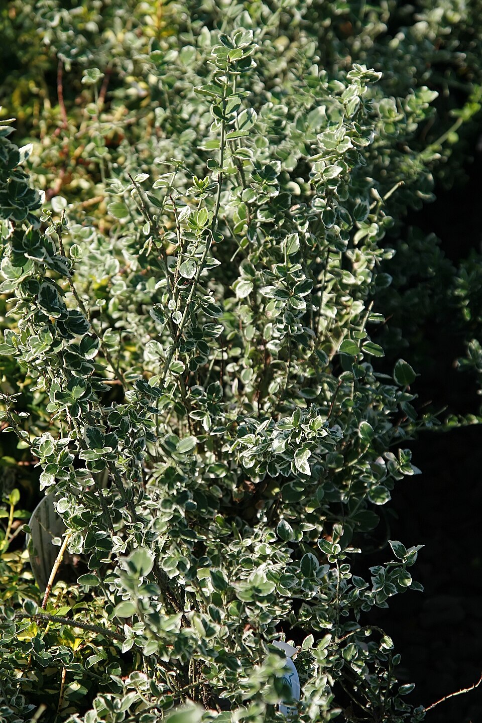 Euonymus fortunei 'Emerald Gaiety' (Emerald Gaiety Euonymus) (alternate view 4)