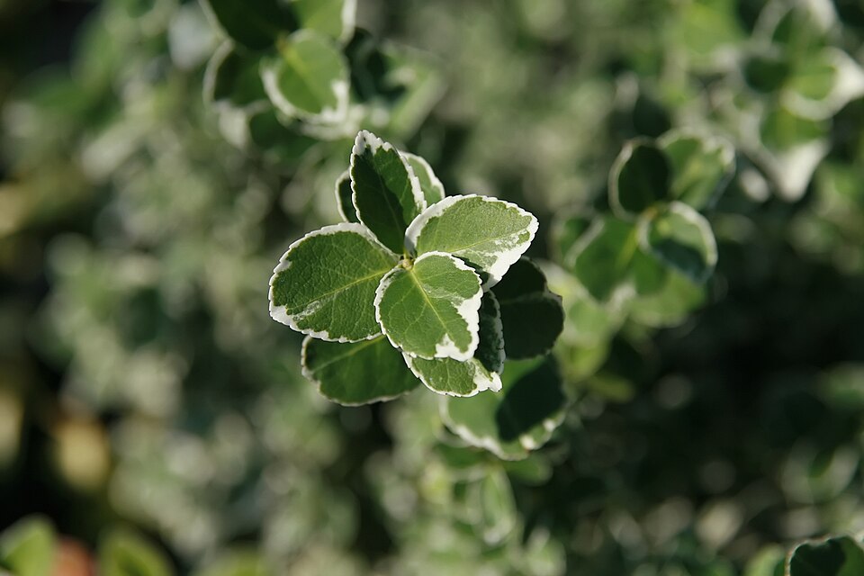 Euonymus fortunei 'Emerald Gaiety' (Emerald Gaiety Euonymus) (alternate view 5)