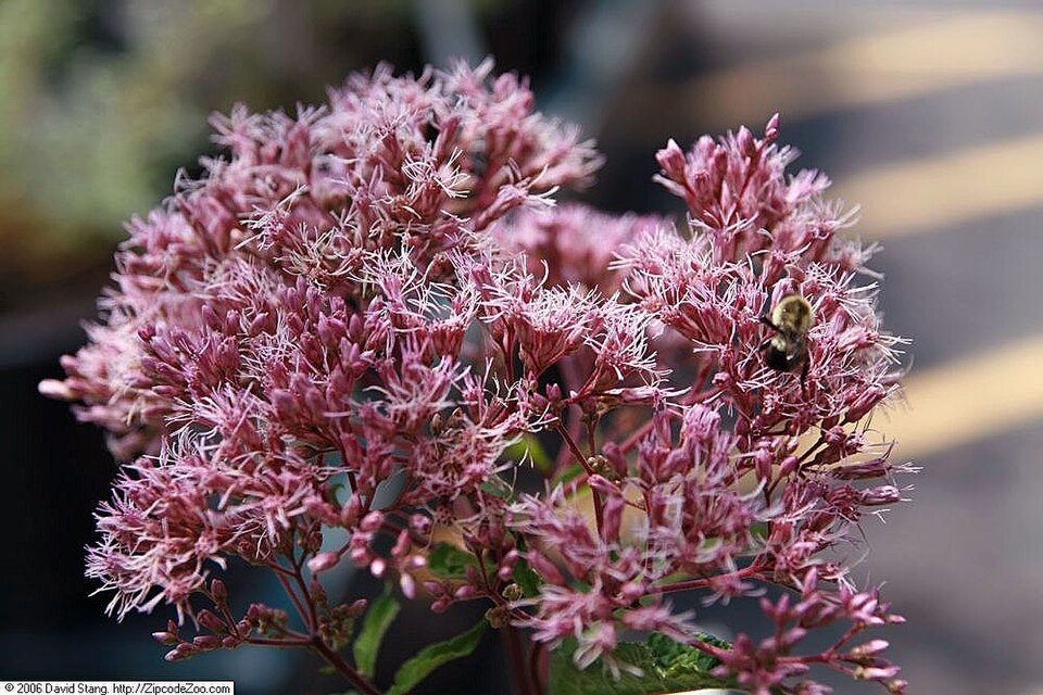 Eupatorium maculatum 'Gateway' (Gateway Joe Pye Weed) (alternate view 5)