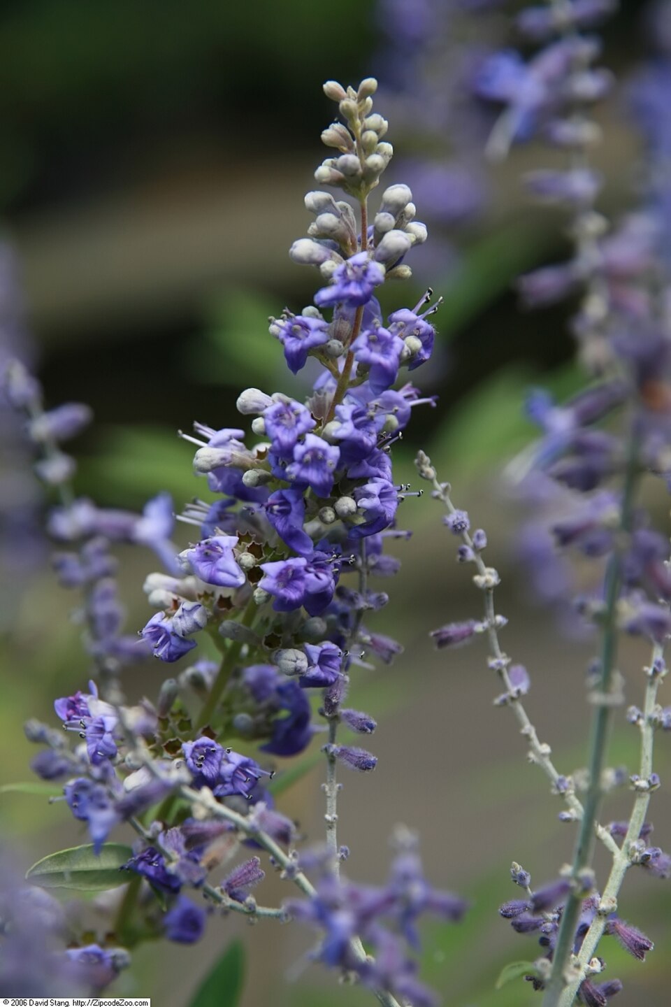 Perovskia 'Filigran' (Filigran Russian Sage) (alternate view 5)
