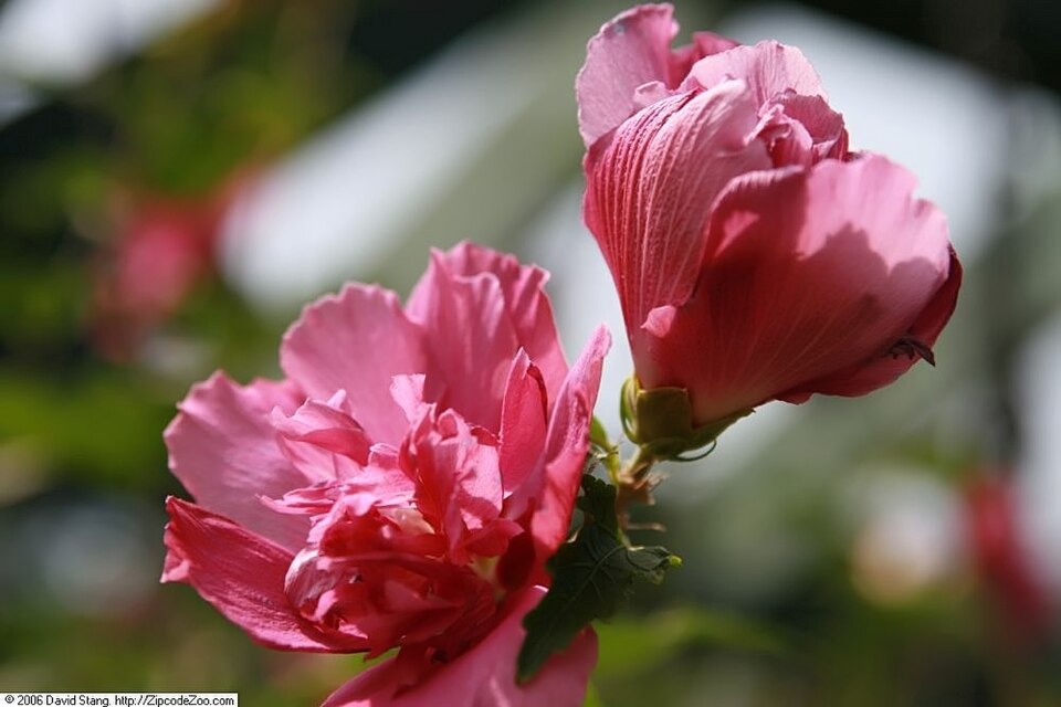 Hibiscus syriacus 'Ardens' (Ardens Rose of Sharon)