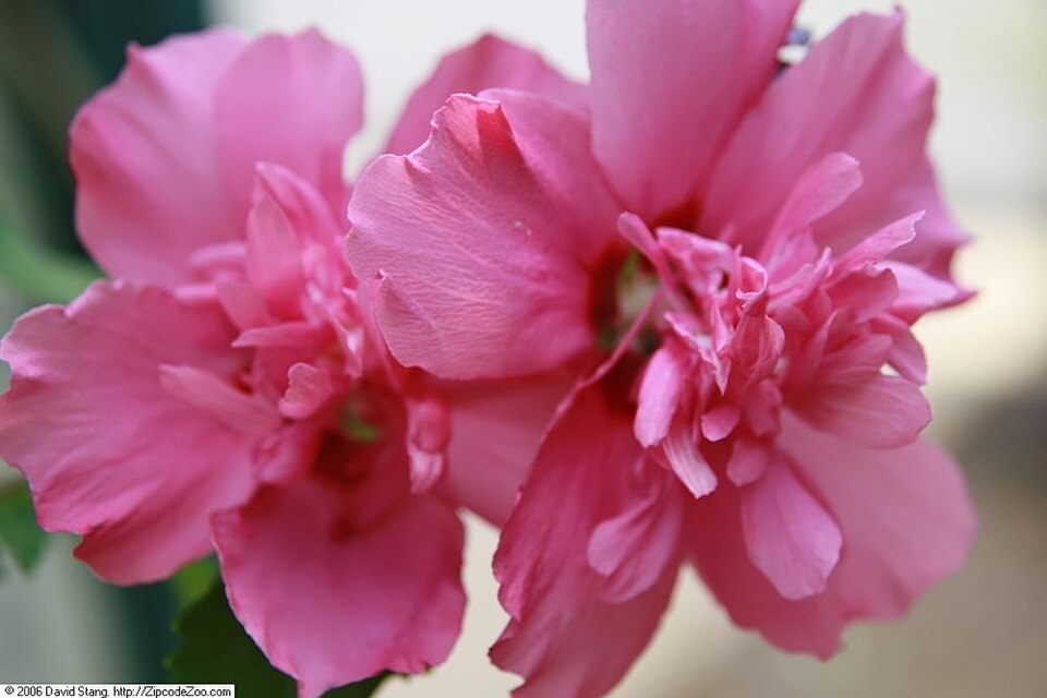 Hibiscus syriacus 'Ardens' (Ardens Rose of Sharon) (alternate view 2)