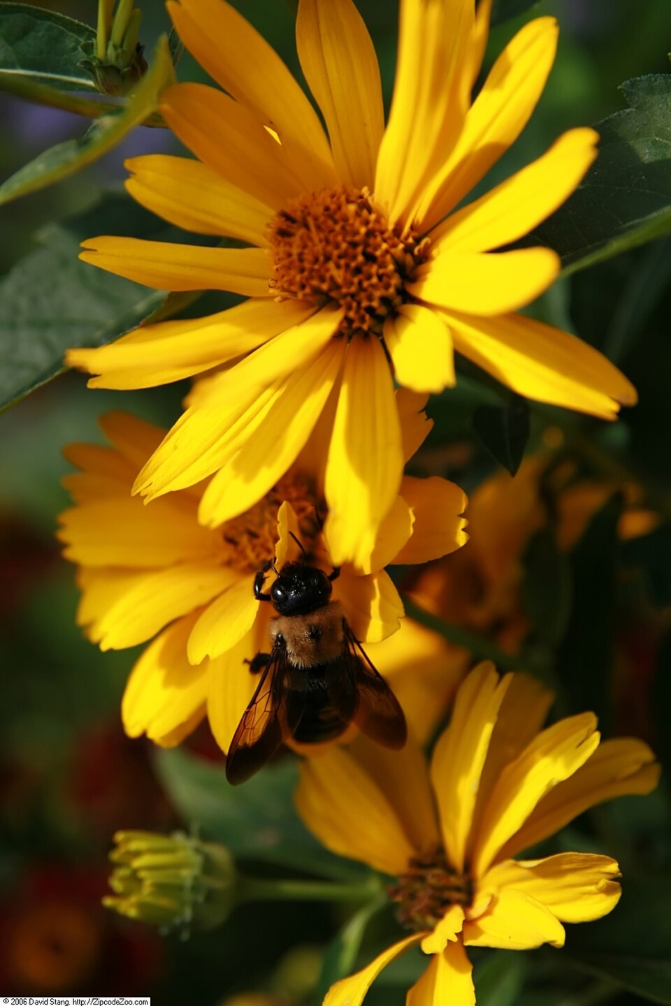 Heliopsis helianthoides var. scabra 'Summer Sun' (Summer Sun False Sunflower) (alternate view 4)
