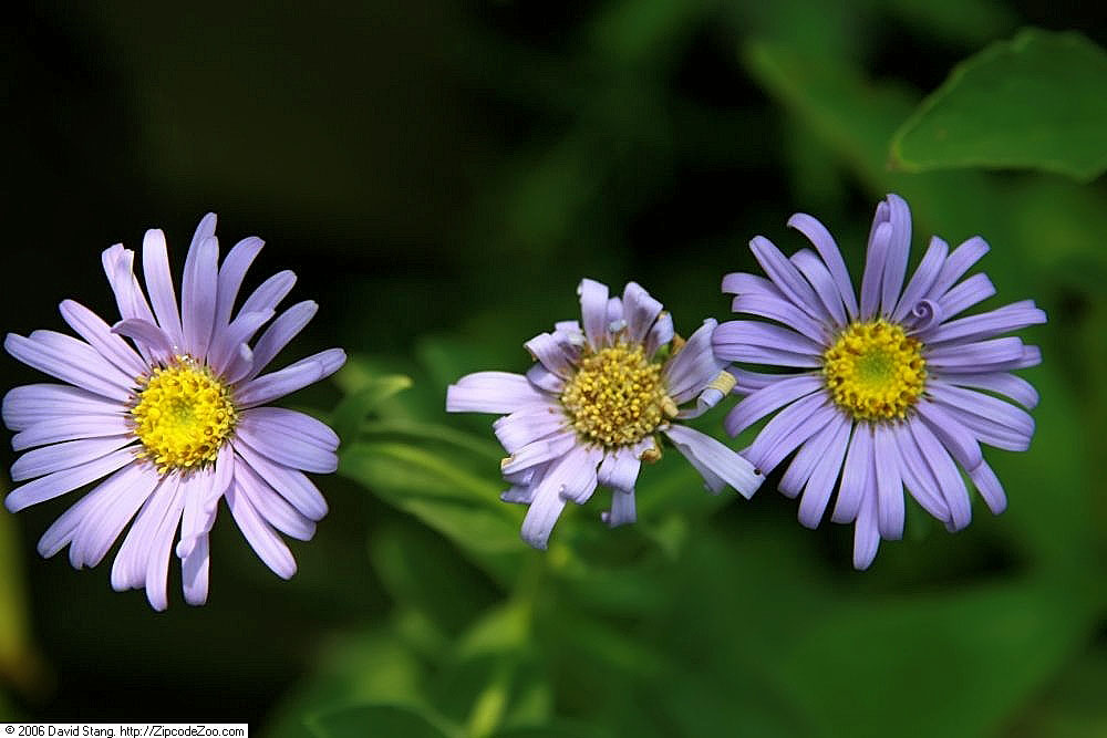 Aster frikartii, Frikart's aster — clumping deciduous (Asteraceae) (image 5 of 10)