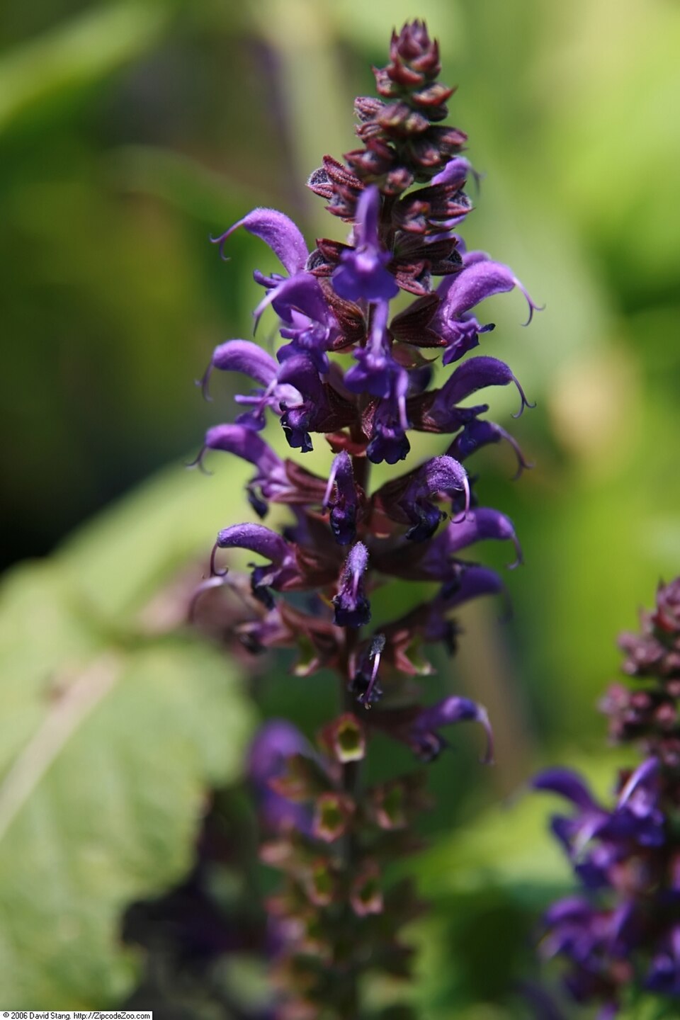 Salvia nemorosa 'May Night' (May Night woodland sage) (alternate view 4)