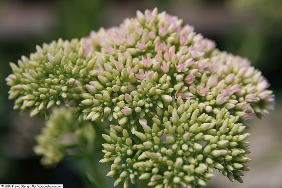 Sedum × 'Autumn Fire' (Autumn Fire Stonecrop) (alternate view 4)