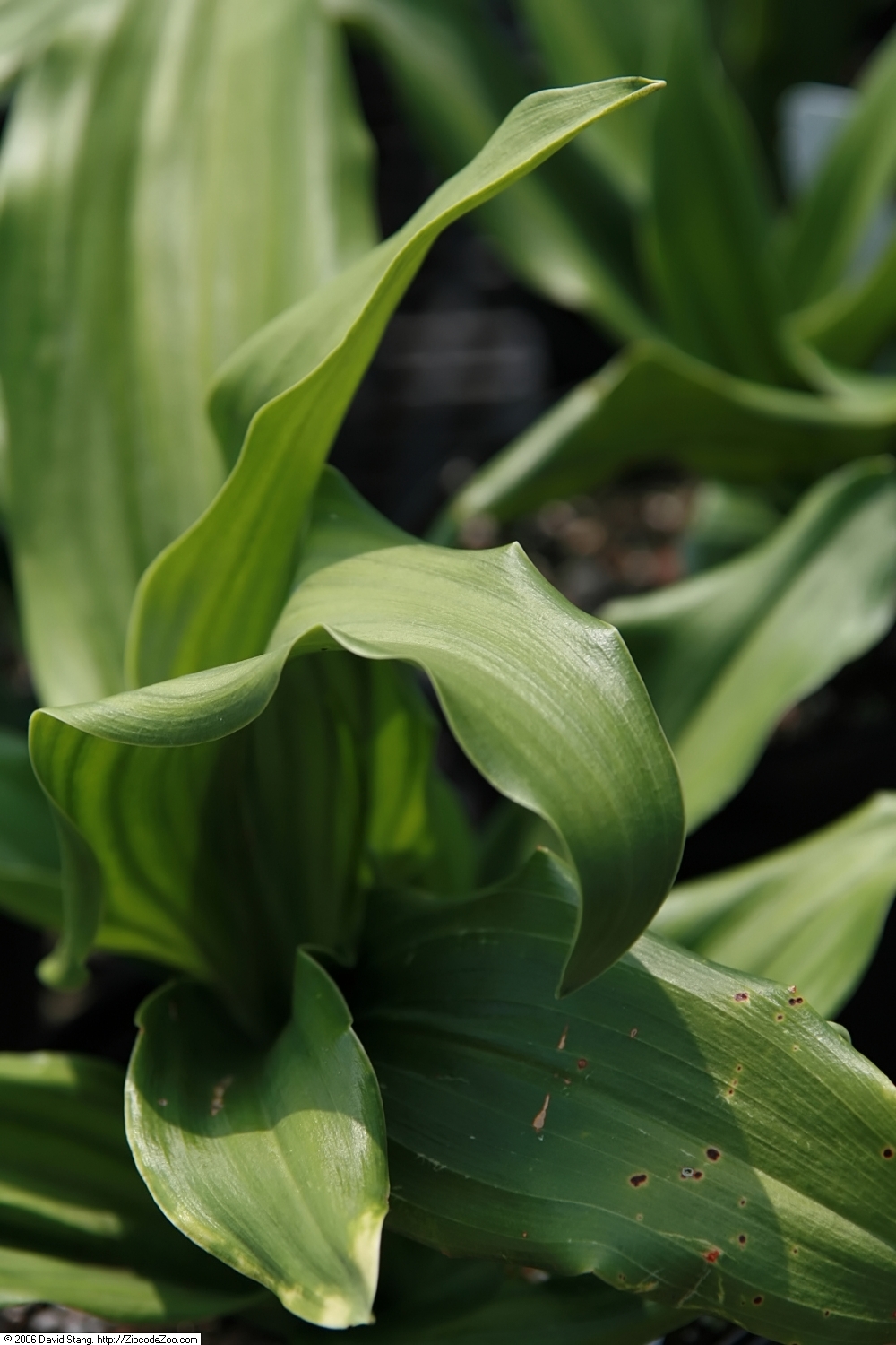Rohdea japonica, Sacred lily — clumping evergreen (Asparagaceae) (image 2 of 9)