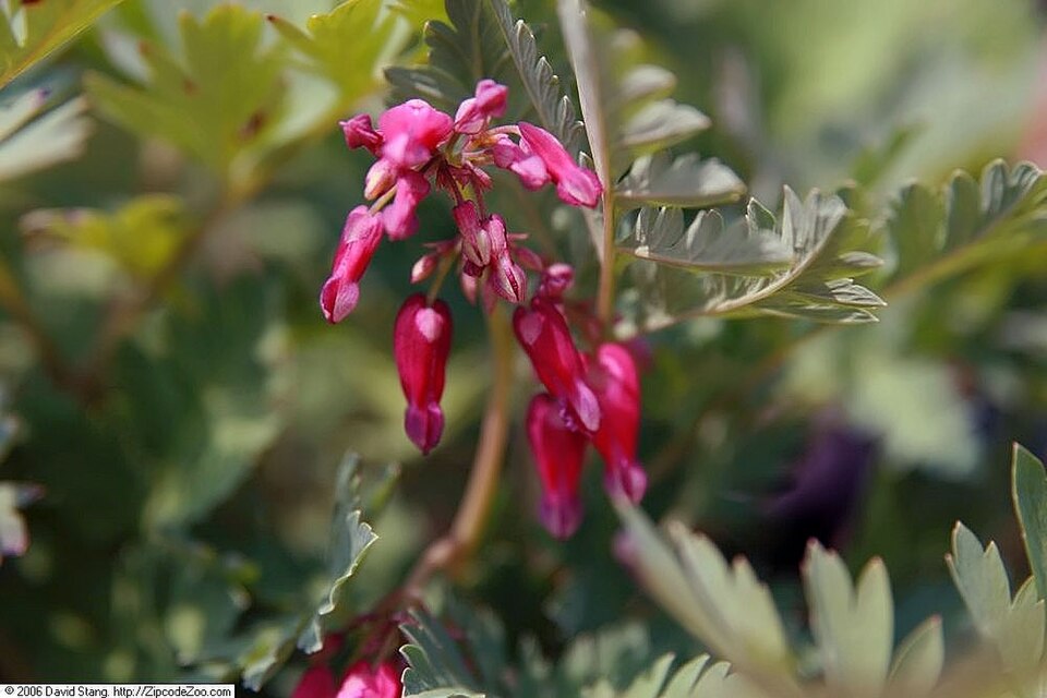 Dicentra 'Luxuriant' (Luxuriant Bleeding Heart) (alternate view 3)