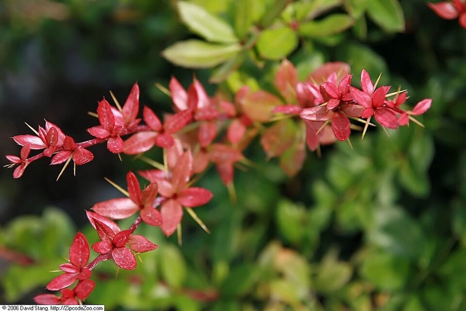Berberis x gladwynensis (Gladwyne barberry) (alternate view 3)