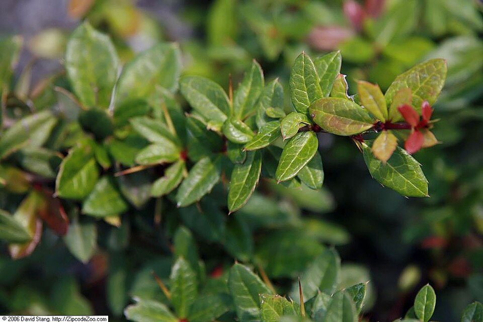 Berberis x gladwynensis (Gladwyne barberry) (alternate view 4)