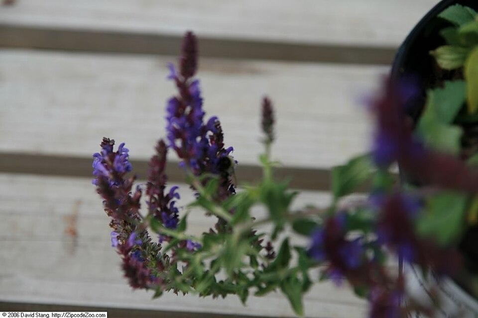 Salvia nemorosa 'Blue Hill' (Blue Hill Meadow Sage) (alternate view 4)