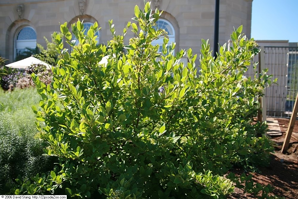 Viburnum nudum, Possumhaw viburnum — upright deciduous (Viburnaceae) (image 4 of 10)