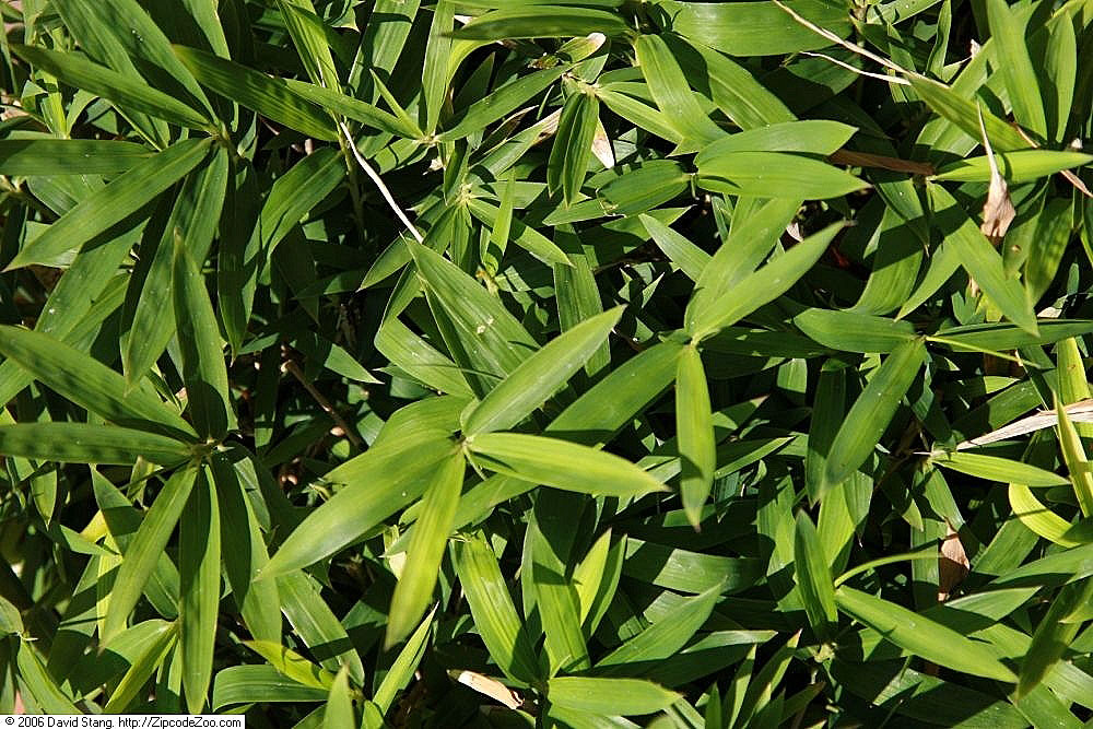 Pleioblastus variegatus, Dwarf white-stripe bamboo — spreading evergreen (Poaceae) (image 9 of 9)