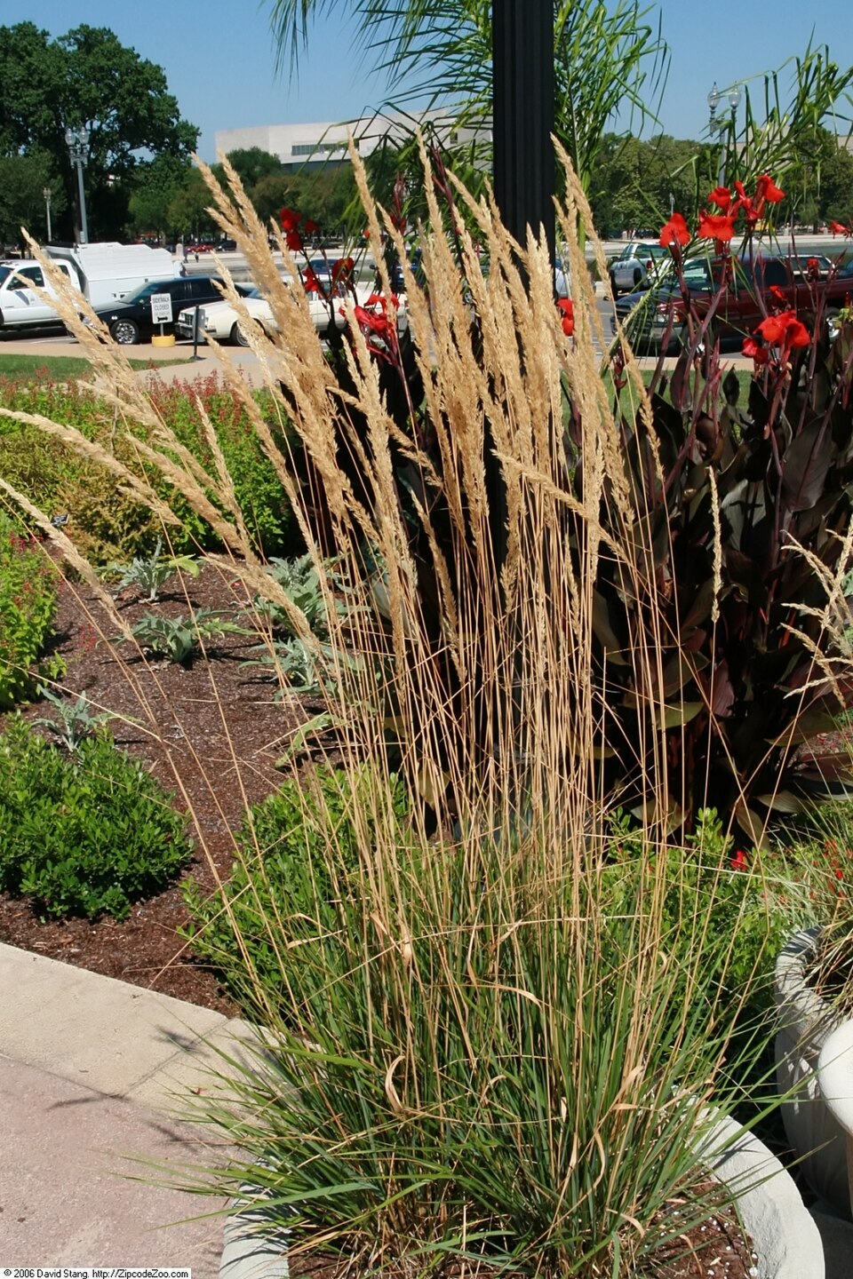 Calamagrostis × acutiflora 'Overdam' (Overdam Feather Reed Grass) (alternate view 5)