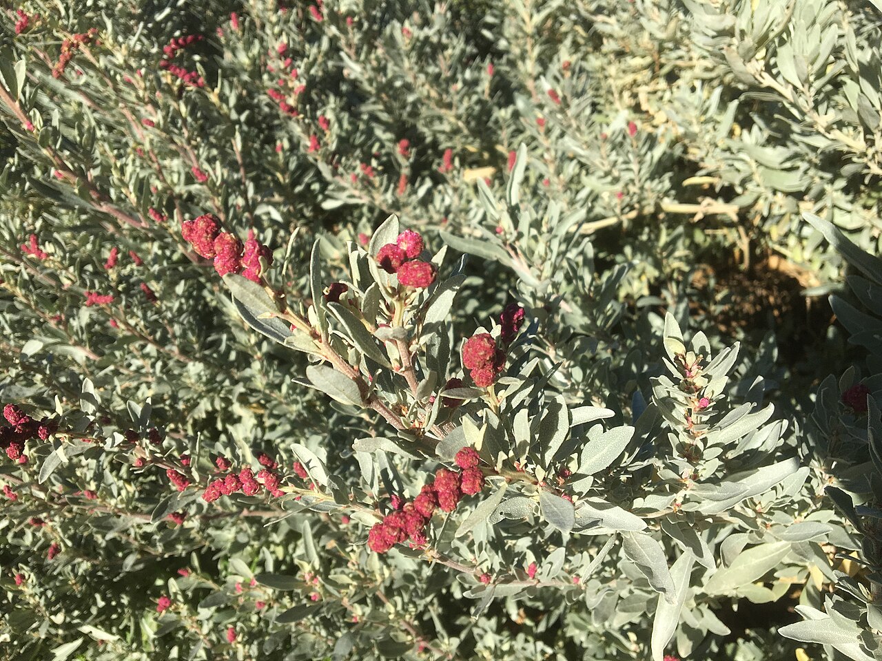 Atriplex nummularia, Old man saltbush — spreading evergreen (Amaranthaceae) (image 8 of 9)