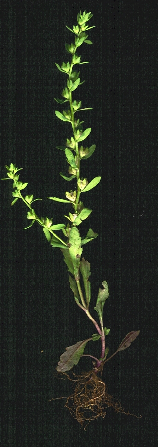 Veronica peregrina (Purslane Speedwell) (alternate view 7)