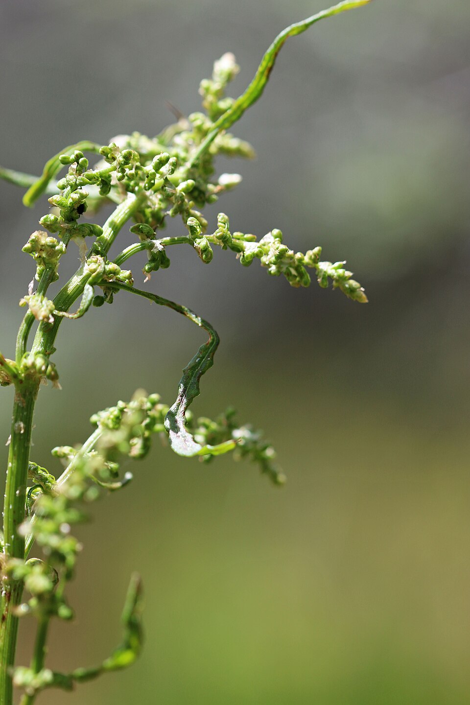 Rumex salicifolius (willow dock) (alternate view 9)