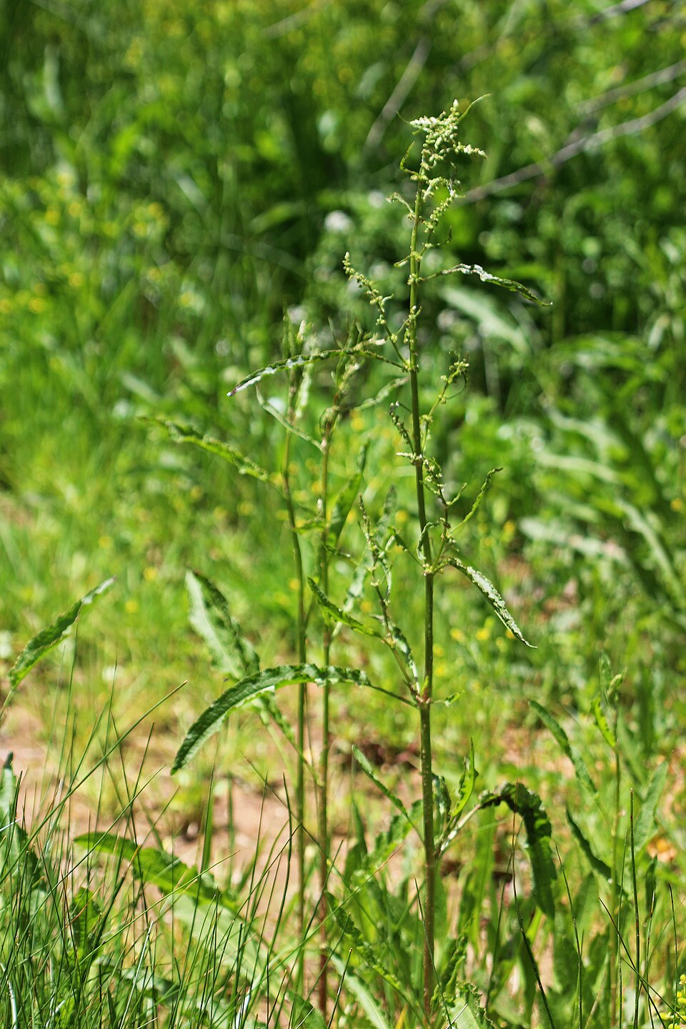 Rumex salicifolius (willow dock) (alternate view 10)