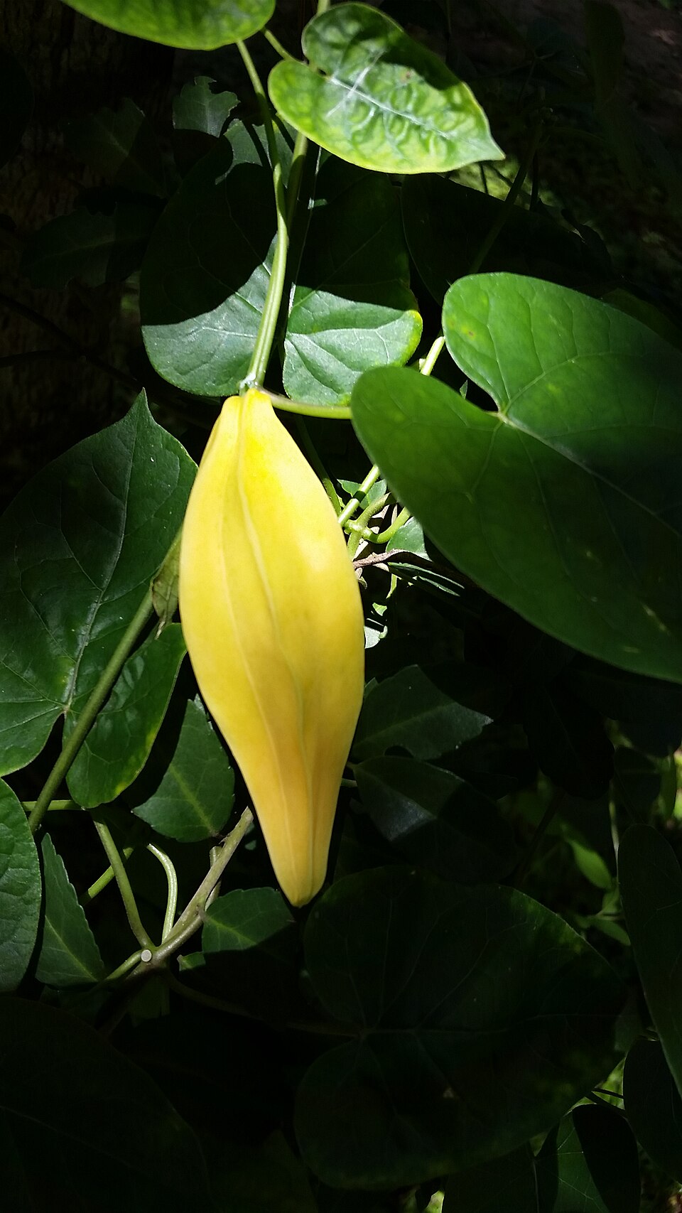 Gonolobus suberosus (Anglepod) (alternate view 8)