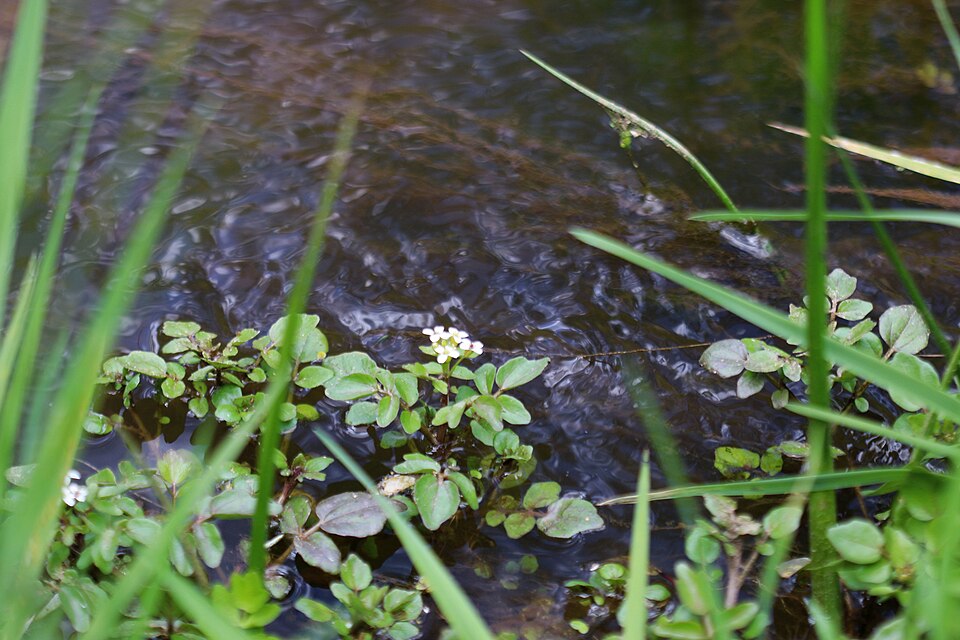 Nasturtium officinale (Watercress) (alternate view 7)