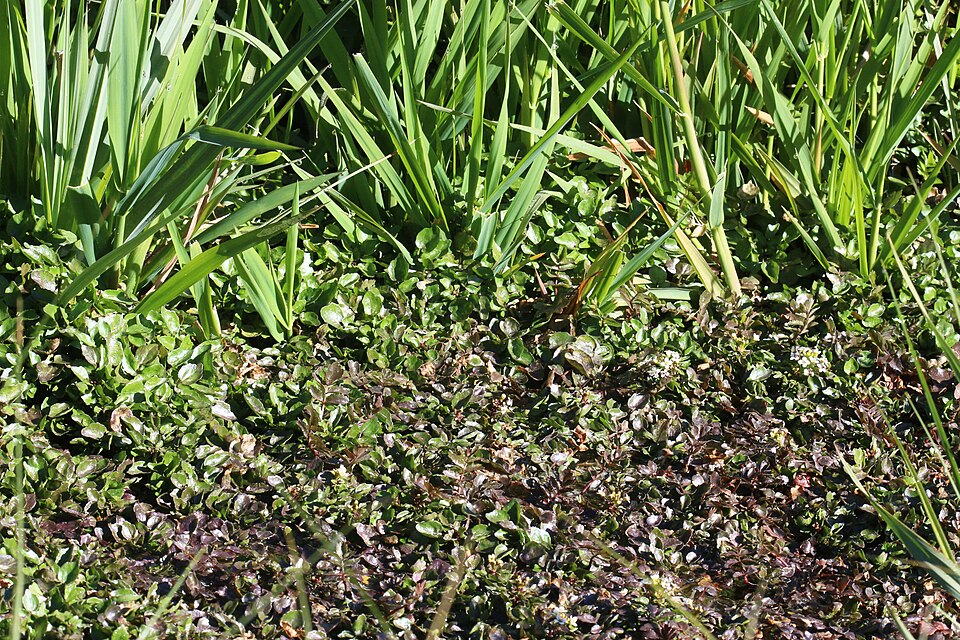 Nasturtium officinale (Watercress) (alternate view 8)
