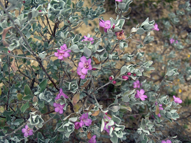 Leucophyllum frutescens, Texas sage — mounding evergreen (Scrophulariaceae) (image 7 of 10)