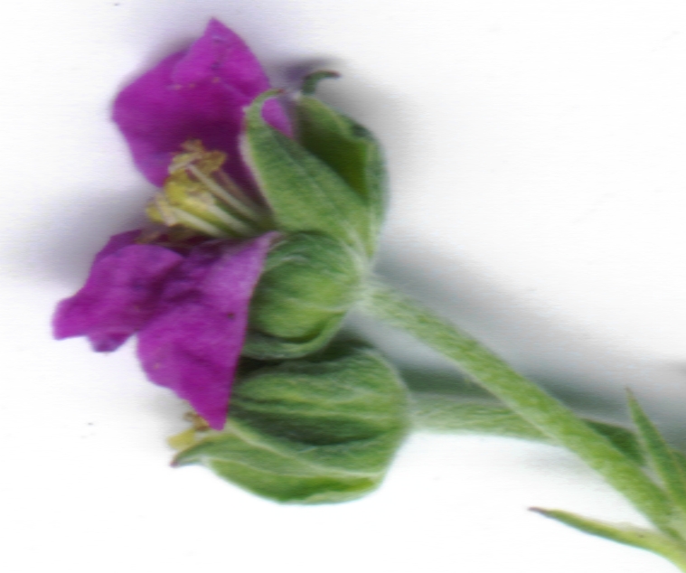 Geranium homeanum (Australasian Crane's-bill) (alternate view 7)