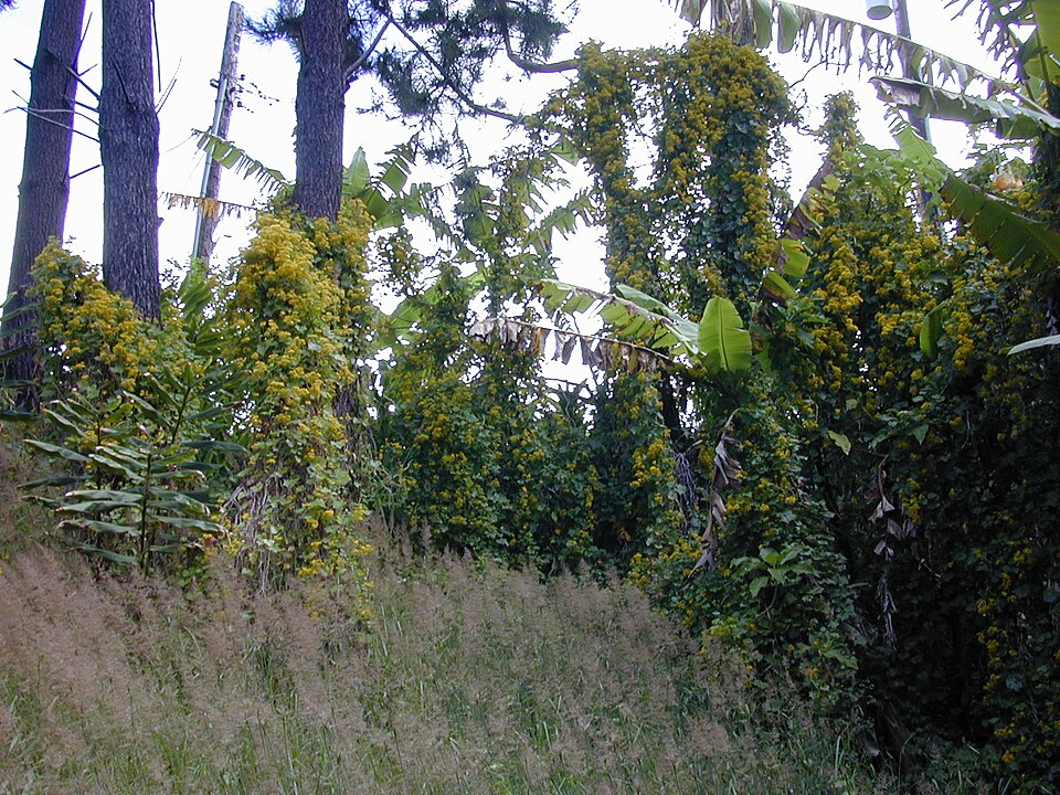 Delairea odorata (Cape-ivy) (alternate view 6)