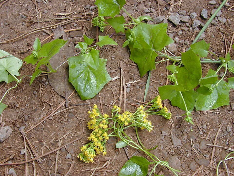 Delairea odorata (Cape-ivy) (alternate view 7)