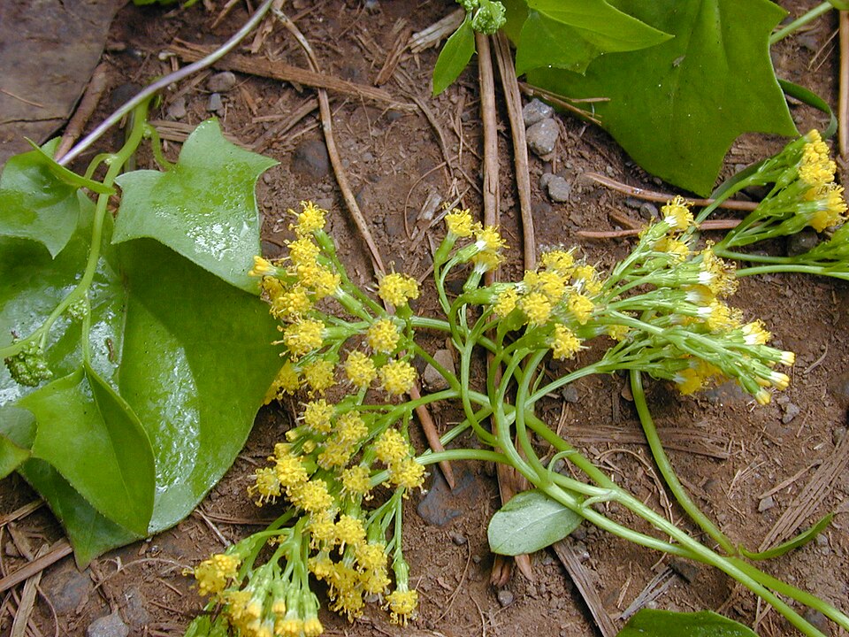 Delairea odorata (Cape-ivy) (alternate view 8)