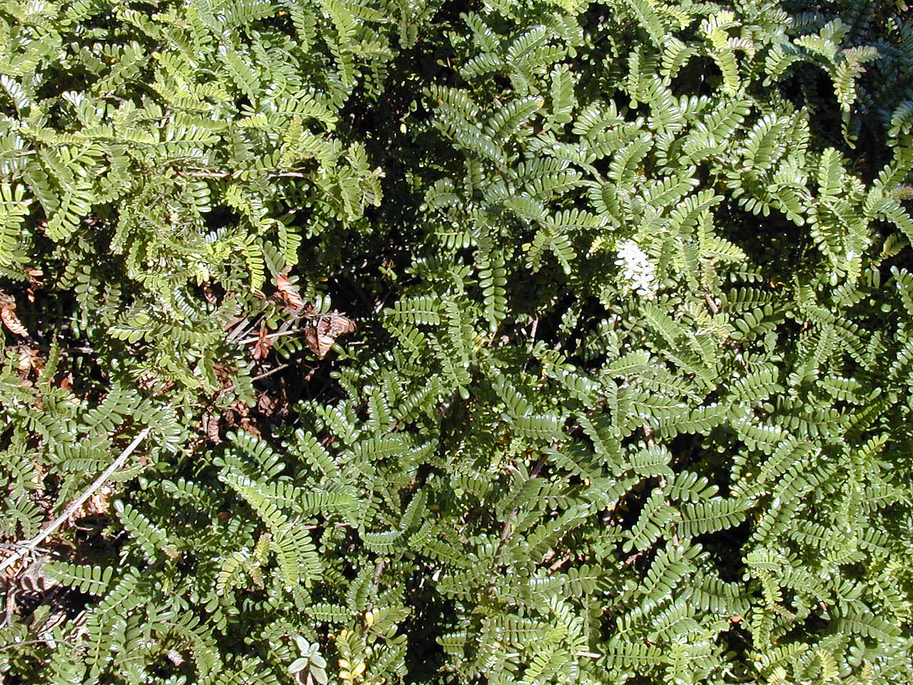 Osteomeles anthyllidifolia, Ulei — spreading evergreen (Rosaceae) (image 1 of 10)