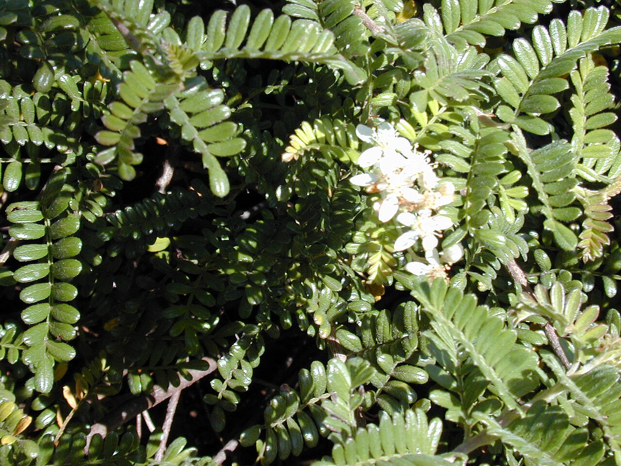 Osteomeles anthyllidifolia, Ulei — spreading evergreen (Rosaceae) (image 2 of 10)
