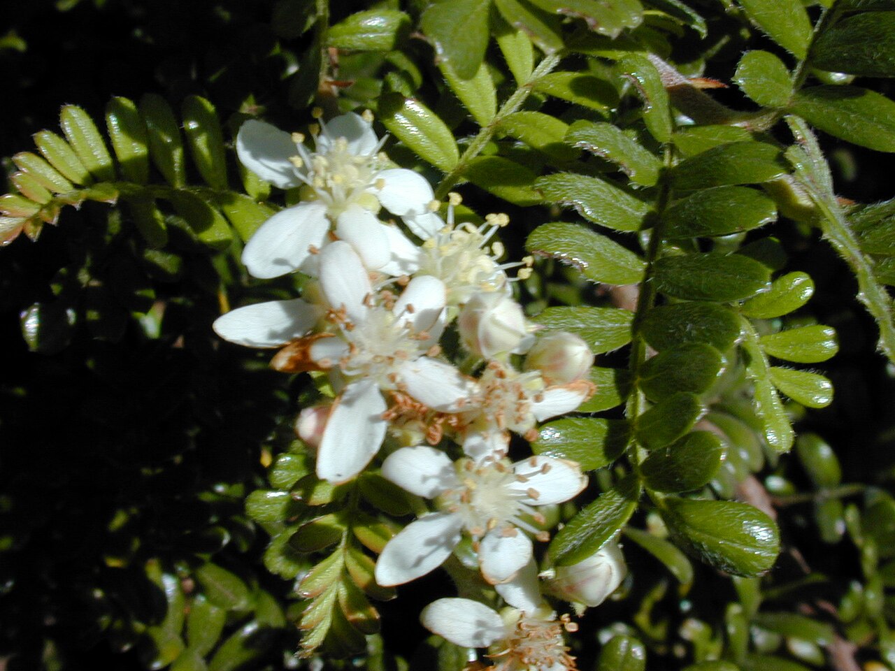 Osteomeles anthyllidifolia, Ulei — spreading evergreen (Rosaceae) (image 3 of 10)