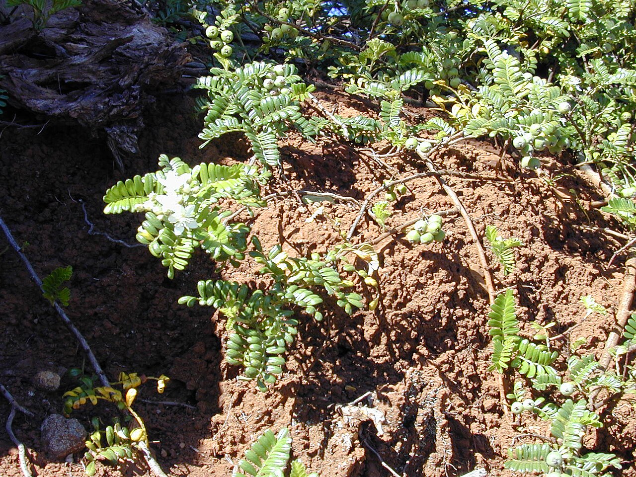 Osteomeles anthyllidifolia, Ulei — spreading evergreen (Rosaceae) (image 4 of 10)
