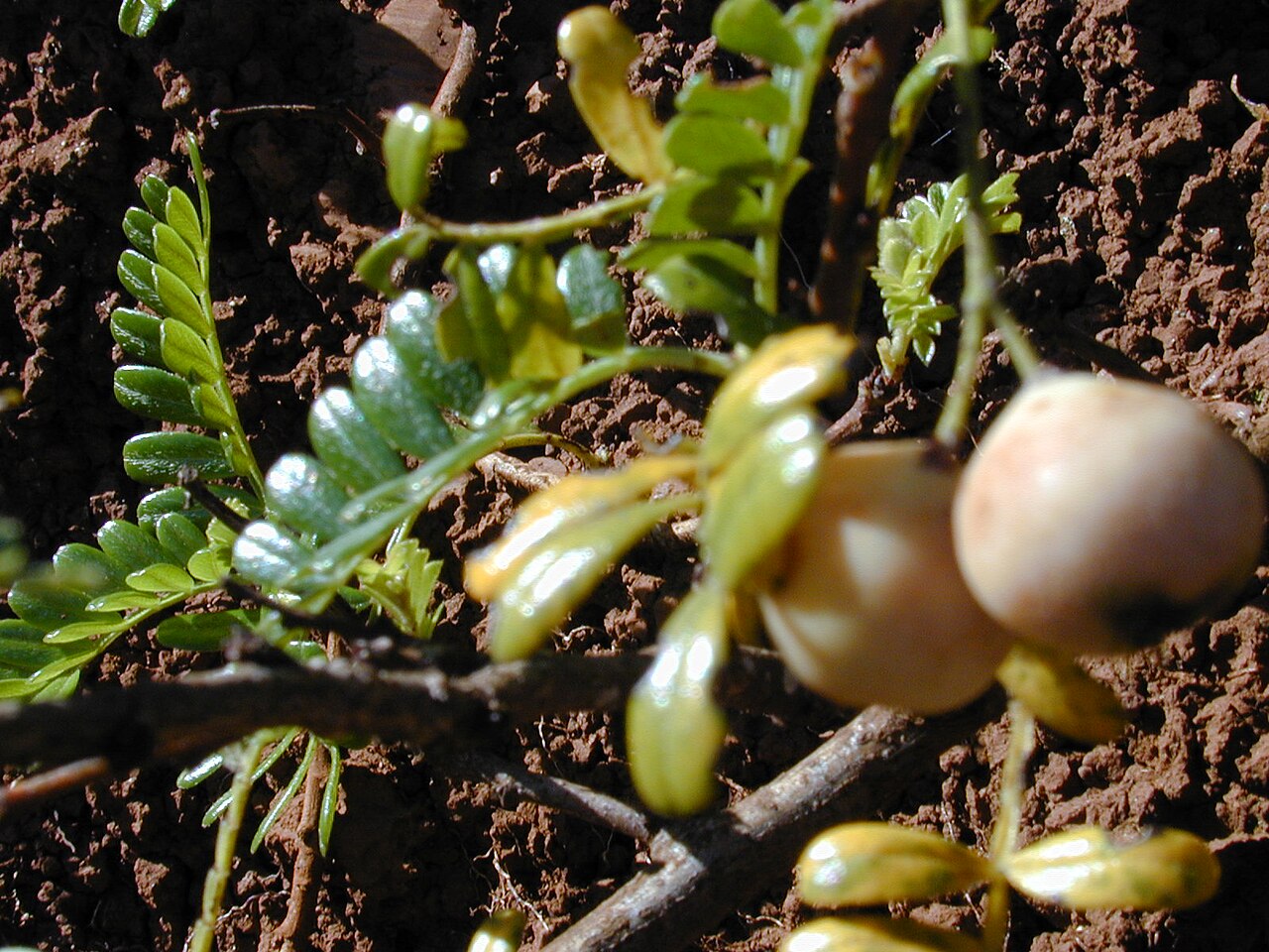 Osteomeles anthyllidifolia, Ulei — spreading evergreen (Rosaceae) (image 5 of 10)