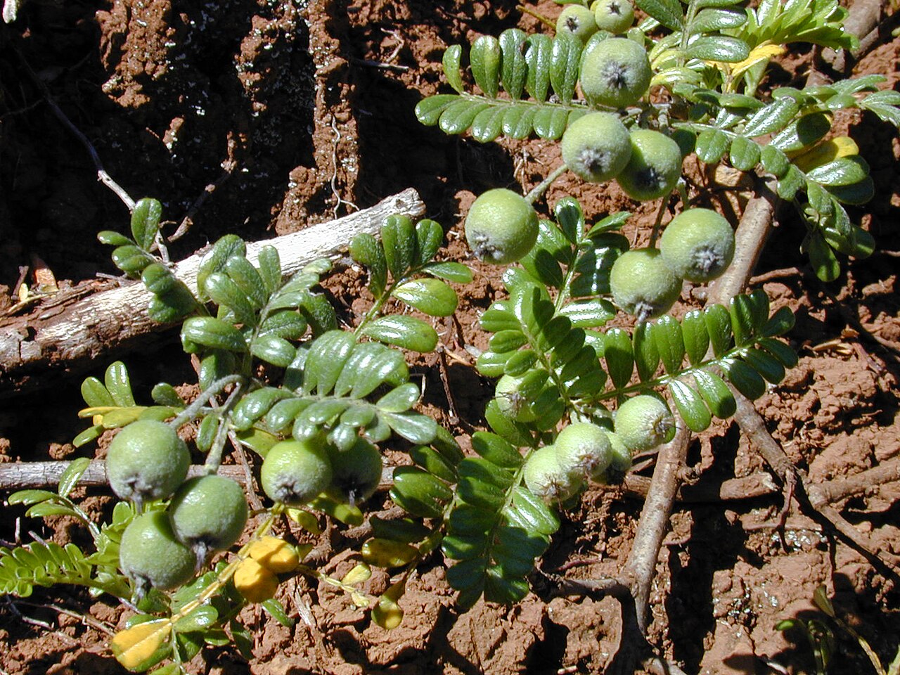 Osteomeles anthyllidifolia, Ulei — spreading evergreen (Rosaceae) (image 6 of 10)