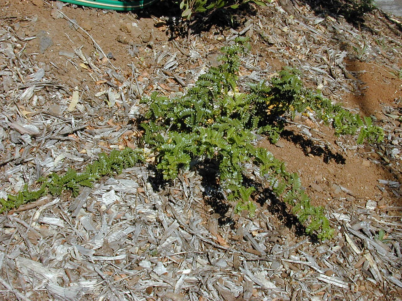 Osteomeles anthyllidifolia, Ulei — spreading evergreen (Rosaceae) (image 7 of 10)