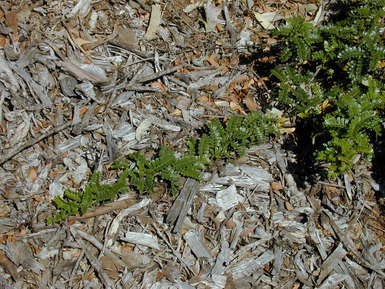Osteomeles anthyllidifolia, Ulei — spreading evergreen (Rosaceae) (image 8 of 10)